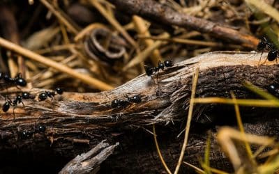 Prix exterminateur de fourmis charpentières