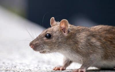 Souris et rongeurs : l’invasion silencieuse de l’automne
