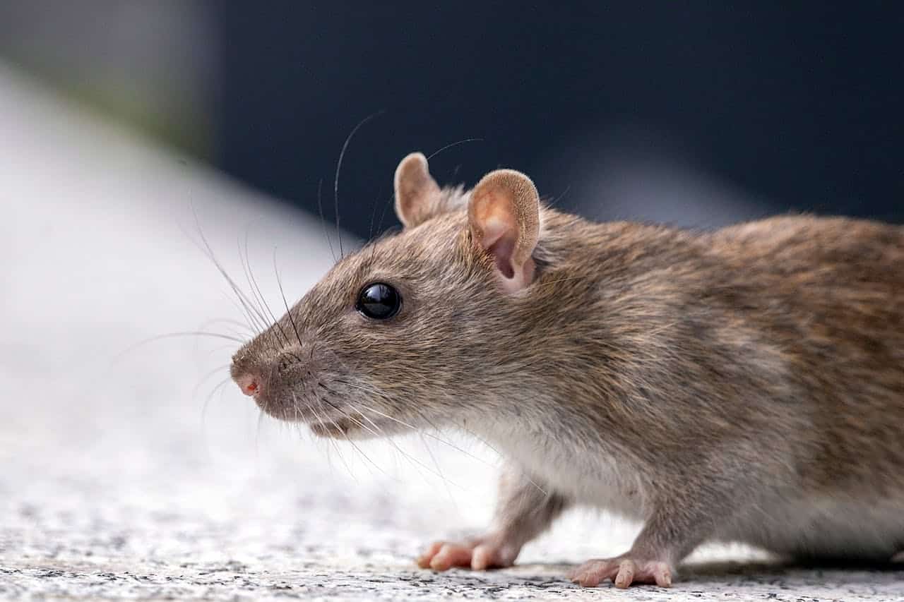 Souris et rongeurs : l’invasion silencieuse de l’automne