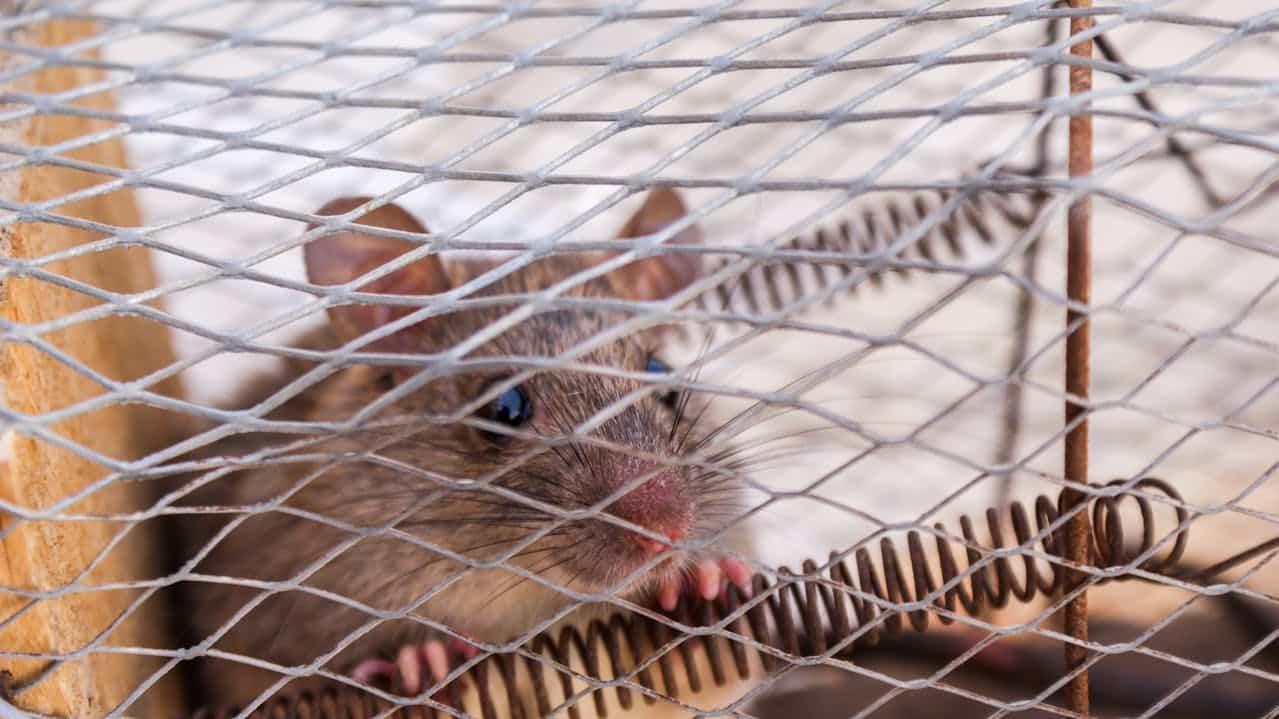 Exterminateur de souris à Boisbriand