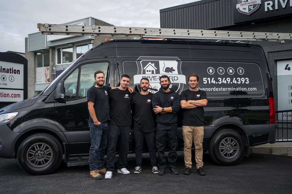 souris mur extérieur