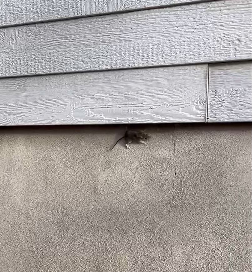 souris mur extérieur