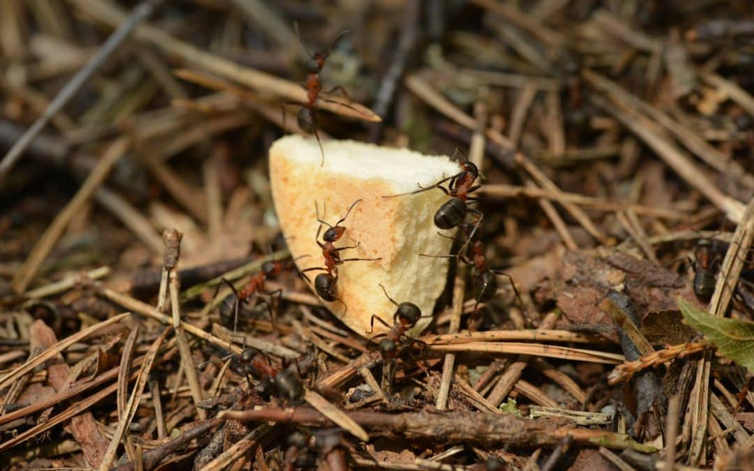 Comment trouver un nid de fourmis : Guide pratique pour protéger votre maison
