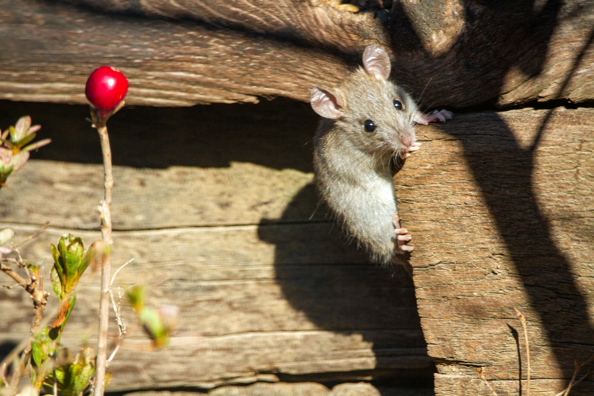 Exterminateur de Souris à Sainte-Rose (Laval)