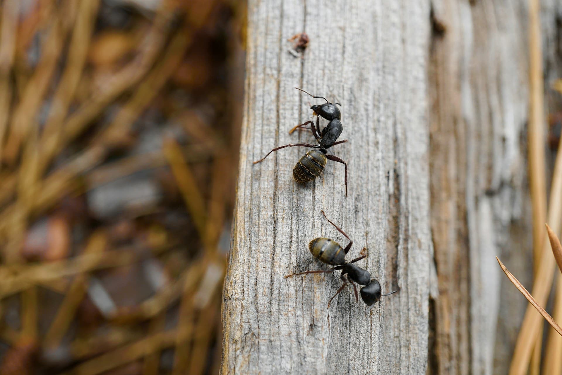 Exterminateur de fourmis charpentières à Mascouche