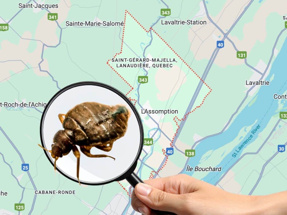 Exterminateur de punaises de lit à L'Assomption