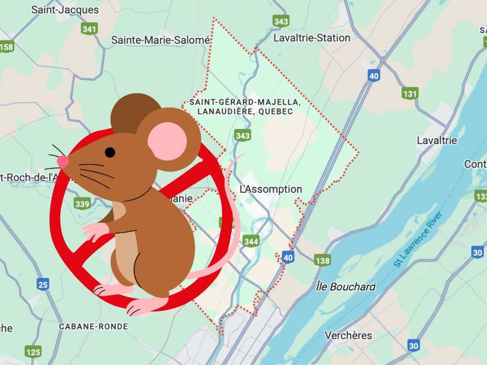 Exterminateur de souris à L’Assomption