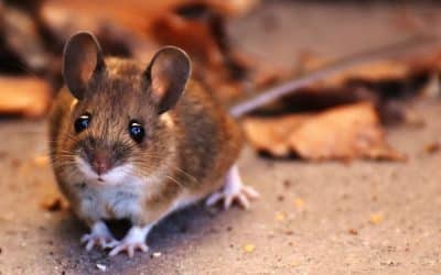 Pourquoi investir dans le calfeutrage et la fermeture des points d’accès contre les rongeurs