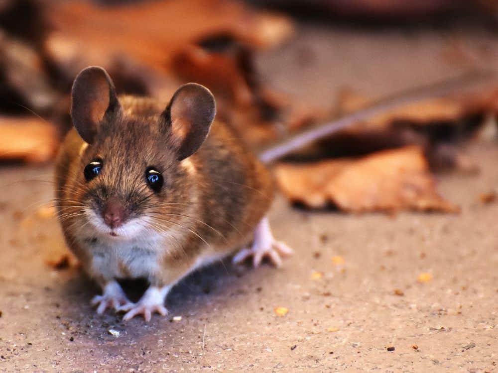 Pourquoi investir dans le calfeutrage et la fermeture des points d’accès contre les rongeurs