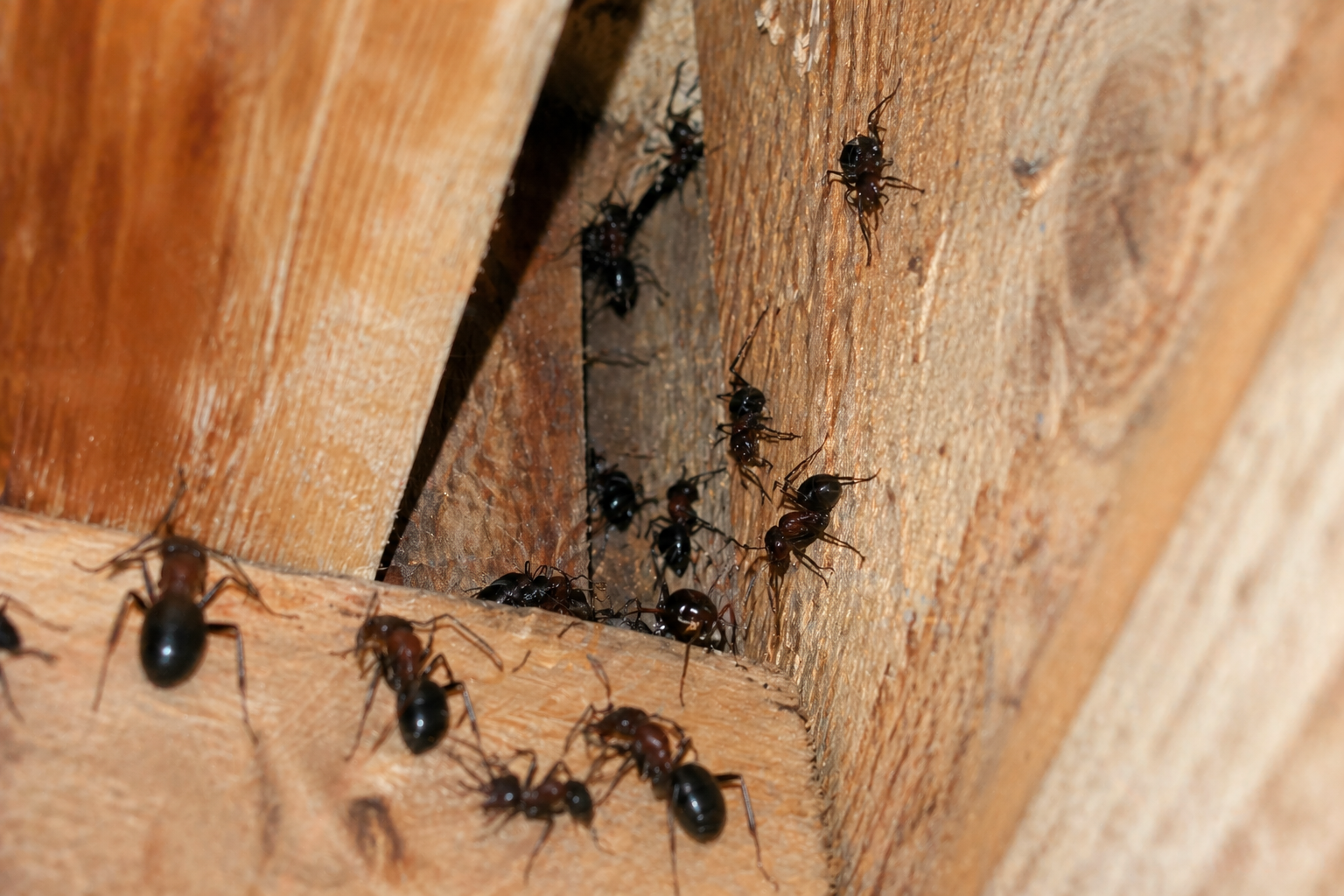 exterminateur fourmis charpentière mirabel