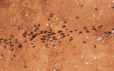 Fourmis noires dans la maison : Comment identifier le danger ?
