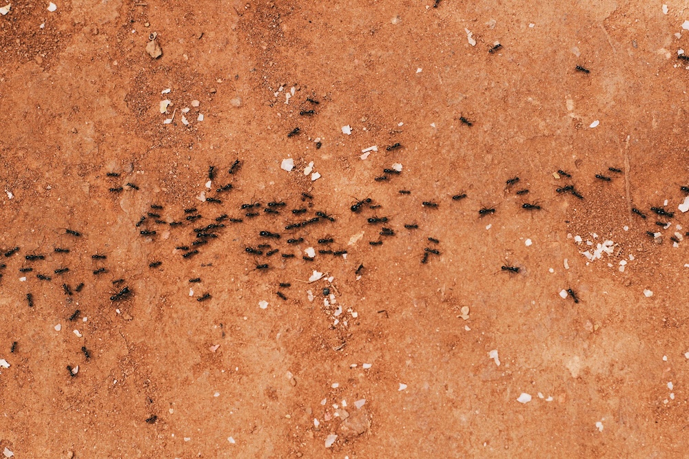 Fourmis noires dans la maison : Comment identifier le danger ?