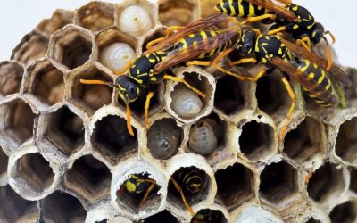 Comment prévenir les nids de guêpes autour de la maison ?