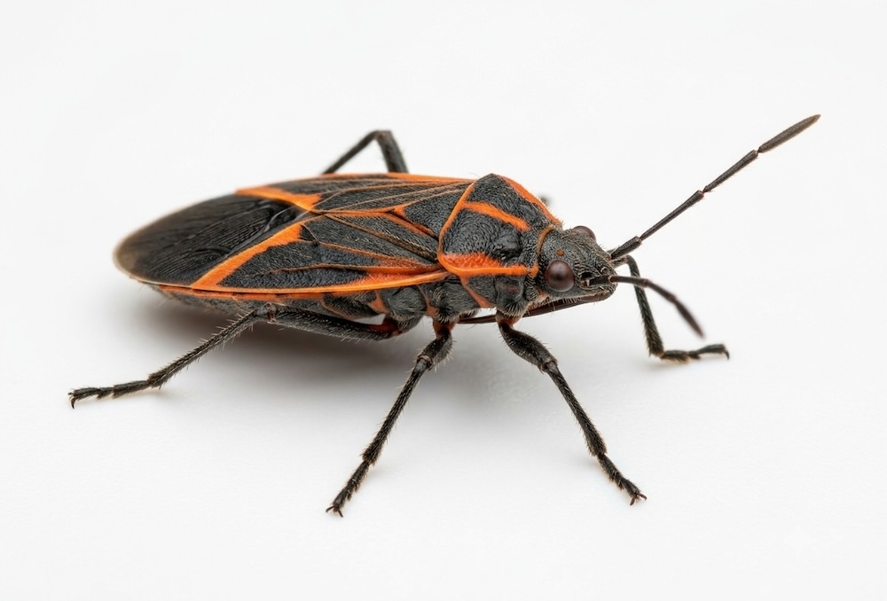 exterminateur de punaise de lerable