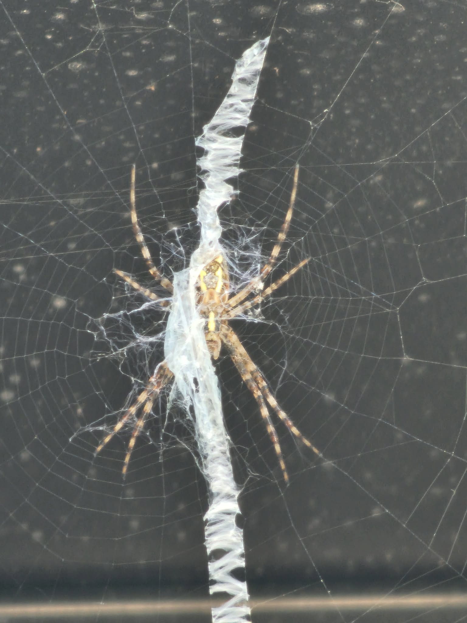 exterminateur araignée laval