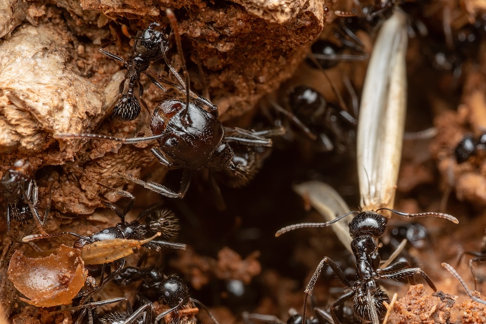 Exterminateur de fourmis charpentieres a Saint Eustache
