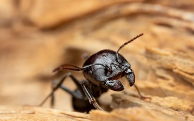 Fourmis dans la cour : Que faire et comment s’en débarrasser ?