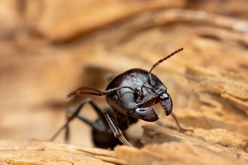 Fourmis dans la cour : Que faire et comment s'en débarrasser ?