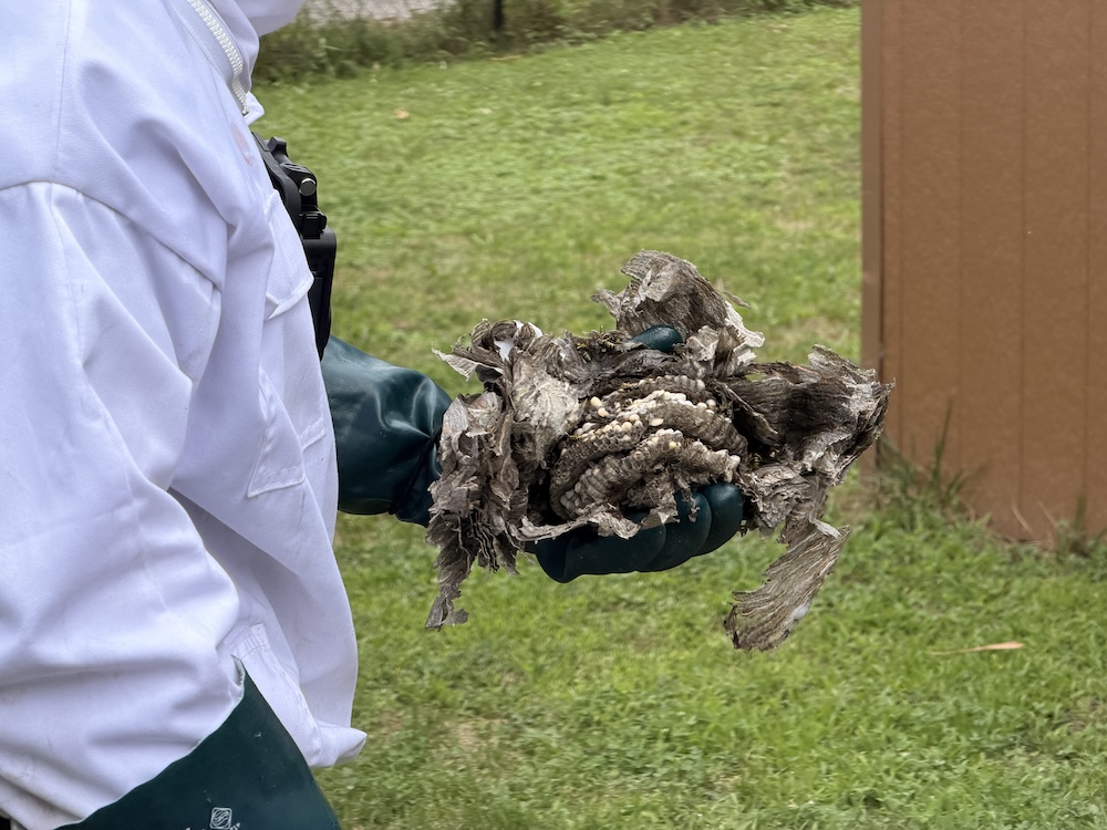 Exterminateur de nid de guepes a Boisbriand