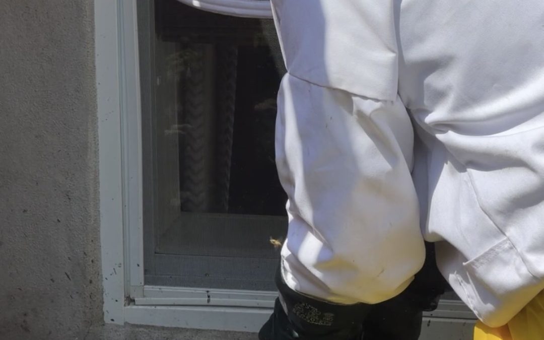 Nid de guêpes dans le sol : Le danger invisible sous votre pelouse
