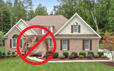 5 astuces efficaces pour prévenir l’invasion de rongeurs à la maison